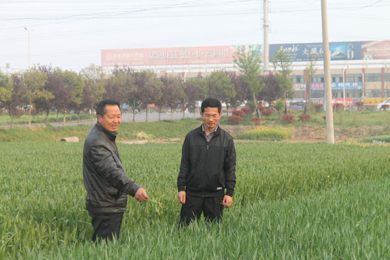 2013年4月與陸河社區一名干部到陸河九組田地查看小麥生長情況。
